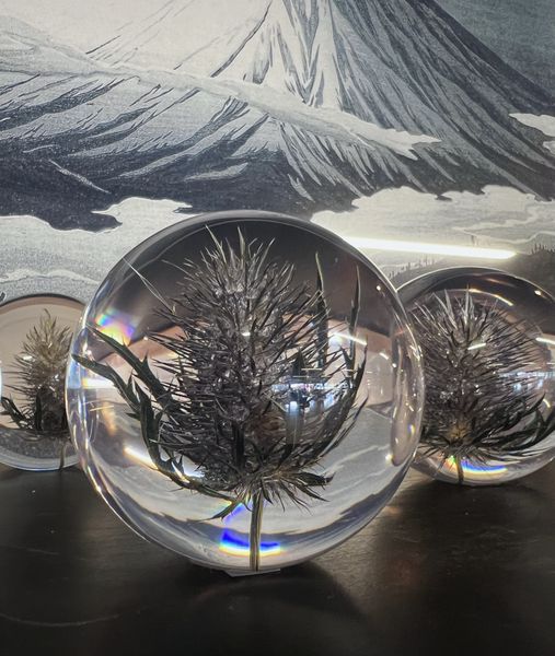 Glasskule Eryngo